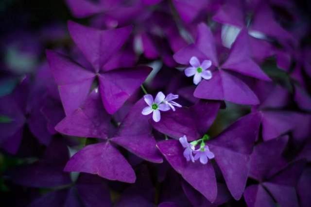 蝴蝶兰浇水时要浇根部吗 96459bb0b11c40ac926fca6697ce4384.jpeg