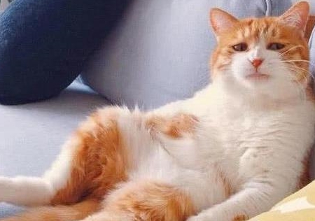 猫咪|猫界的“5朵金花”，便宜好养又可爱，有你家主子吗？