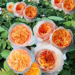 蓝色妖姬是哪个平台的 1c0f7ce91e9b47c5b1e3d7901c74576e.png