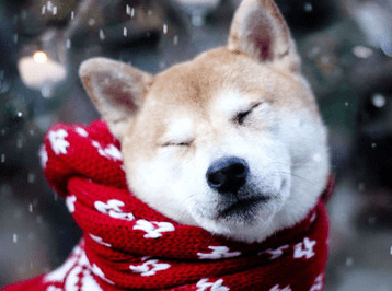 聖誕節給柴犬准備襪子, 等到狗子醒來表情驚訝 萌趣萌寵 第2张