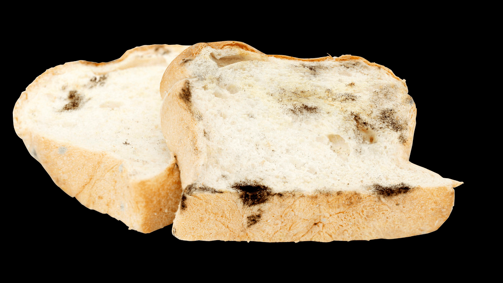 一般来说,发霉的食物中就会产生黄曲霉毒素,这种毒素的蔓延速度是很快