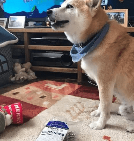 聖誕節給柴犬准備襪子, 等到狗子醒來表情驚訝 萌趣萌寵 第4张