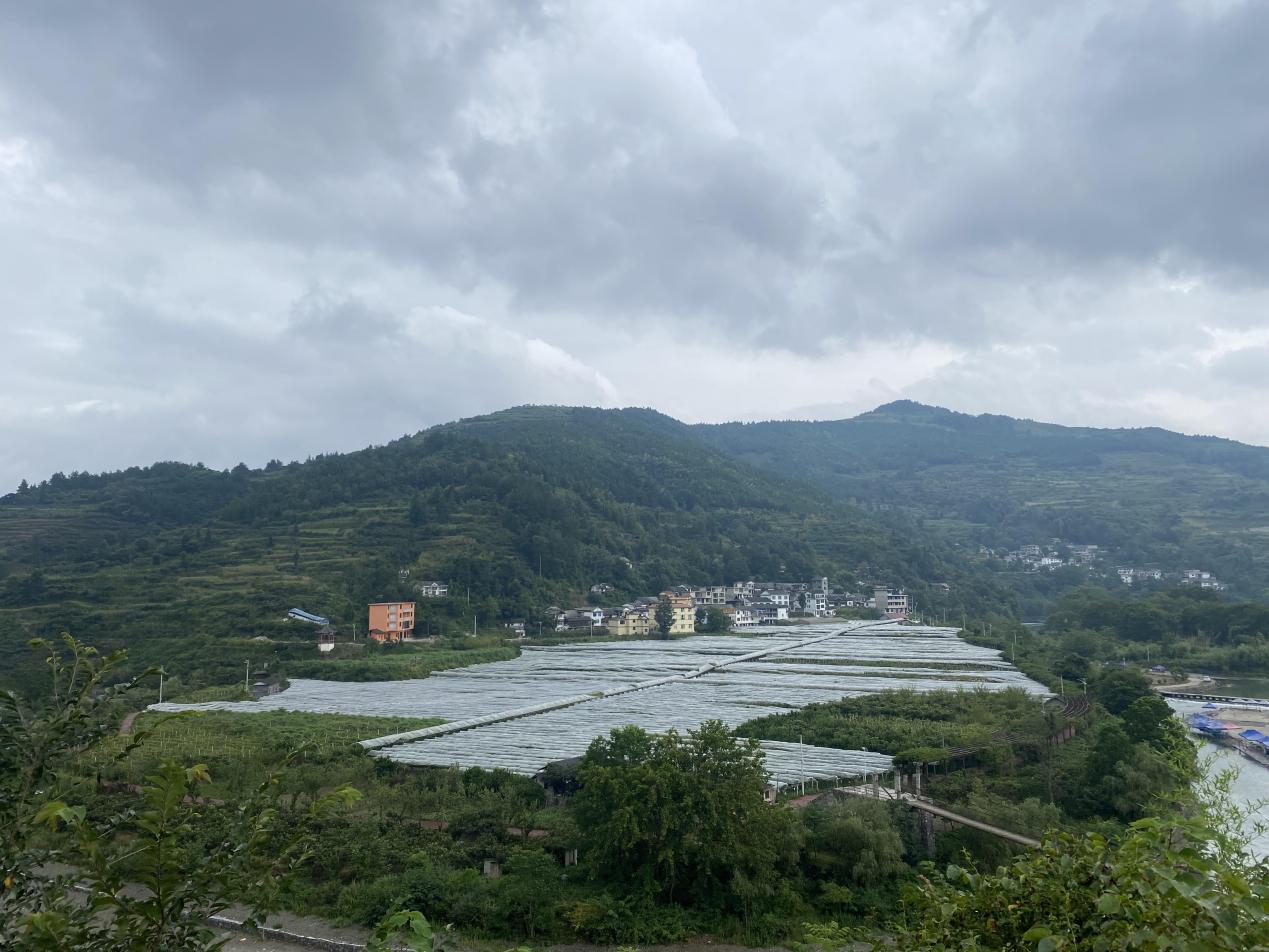 禾丰马坝葡萄园基地_开阳县