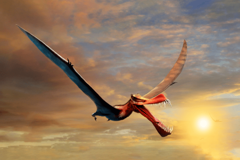 新发现 | 真"翼龙"滑翔机究竟能有多大?_shawi