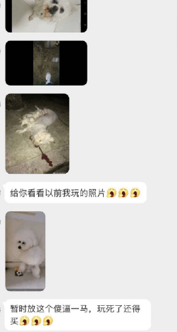 生命|众星为“洗衣机柯基”发声，以虐待取乐，生命不应被漠视
