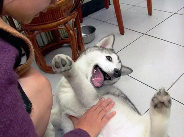 这么摸狗狗才最舒服看过才发现原来之前自己真的摸错地方了