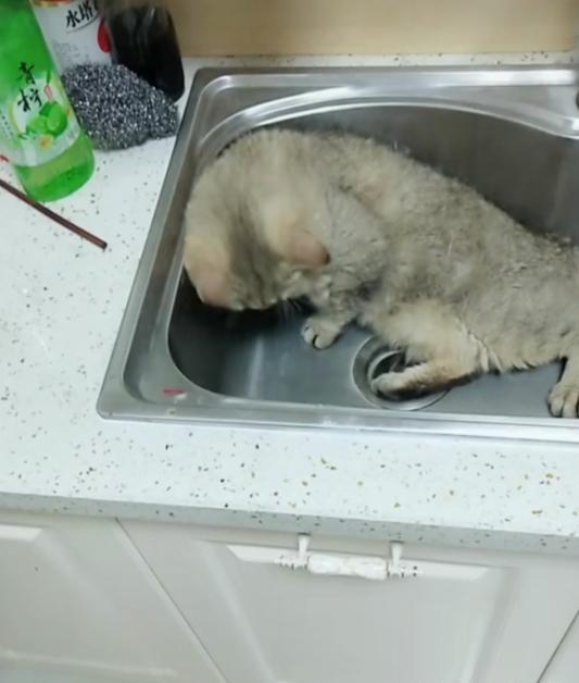 出差把貓咪寄養在奶奶家, 1個月後接貓時, 主人當場看傻眼了! 萌趣萌寵 第3张