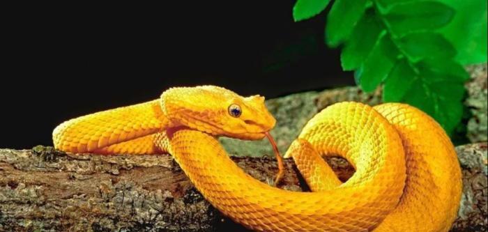 什么生肖排在蛇背后 9d62c2786a0b4eb6908ed814fd0363b9.jpeg