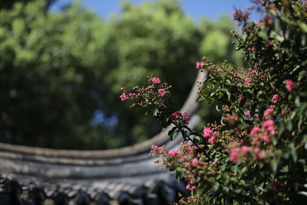 要看紫薇的抓紧，繁花即将落尽~