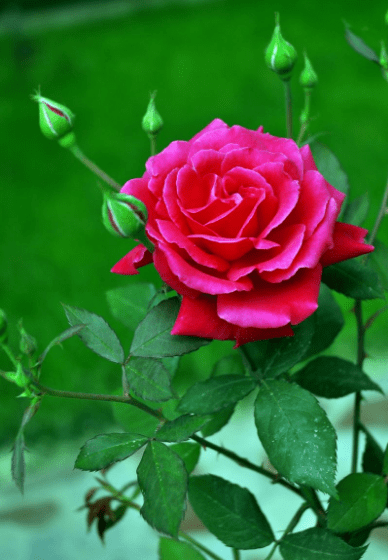 原创诗词 李树林 休问底事我自笑滿目美景堪入诗 杂兴十三首 烟火