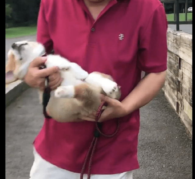 眼睛|柯基只要一出门散步,就倒地呼呼大睡起来,这是装睡不想走路吧!