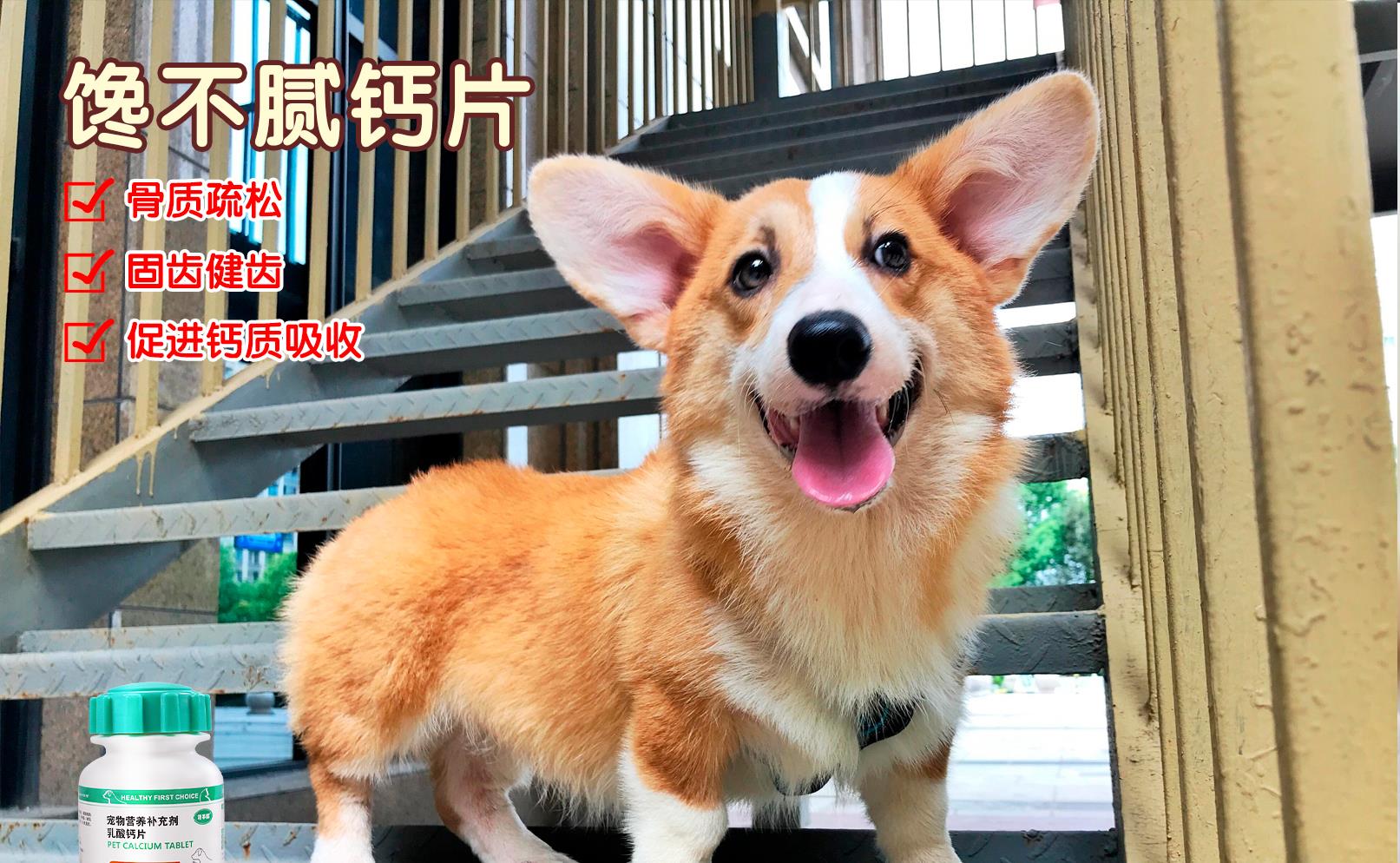 眼睛|6招区别“纯种柯基和串串柯基”，赶紧收藏，以后用得上