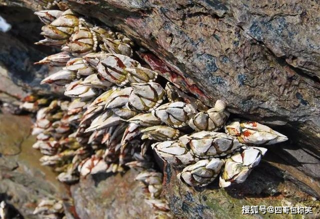 但是近几年来,数目锐减,因而导致海鸡脚的价格越来越高.