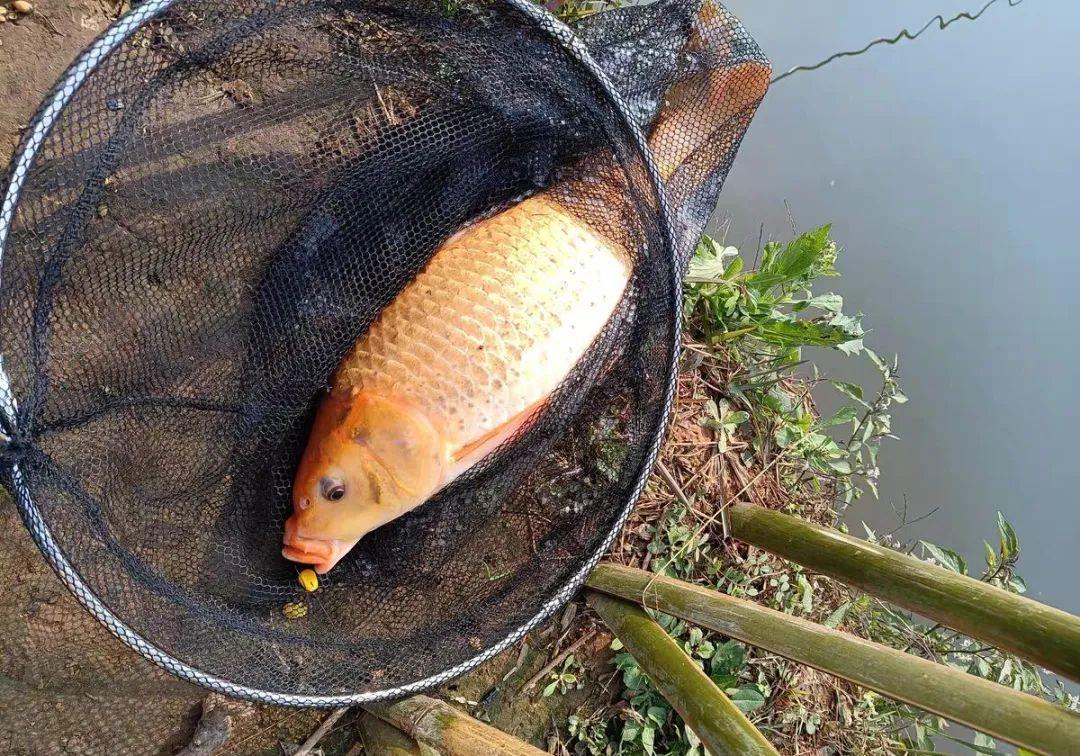 怎么选择一只好浮漂 d8418103986c4afb91073b84028667ca.jpeg