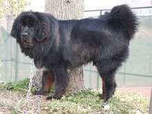 什么动物能打过藏獒 4b9d6bd13b7146a4833853a9441bbd15.jpeg