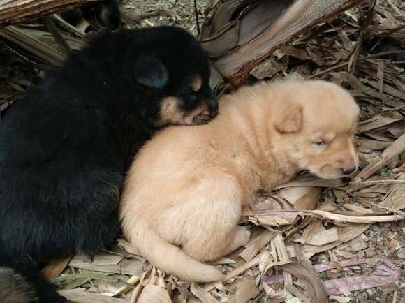 如何给狗狗做个温暖小窝 7802d7062eee4703a0095bba9cc6c83c.jpeg