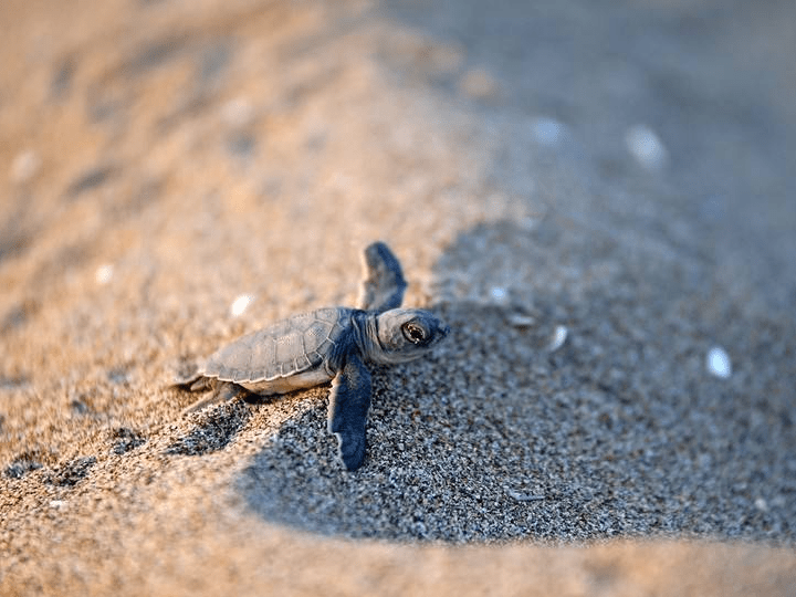 土耳其地中海风景如画 绿海龟和蠵龟海滩上相遇