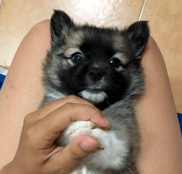 宠物|男子养了只黑色的柯基，一年后却满头问号：怎么掉色了呢？