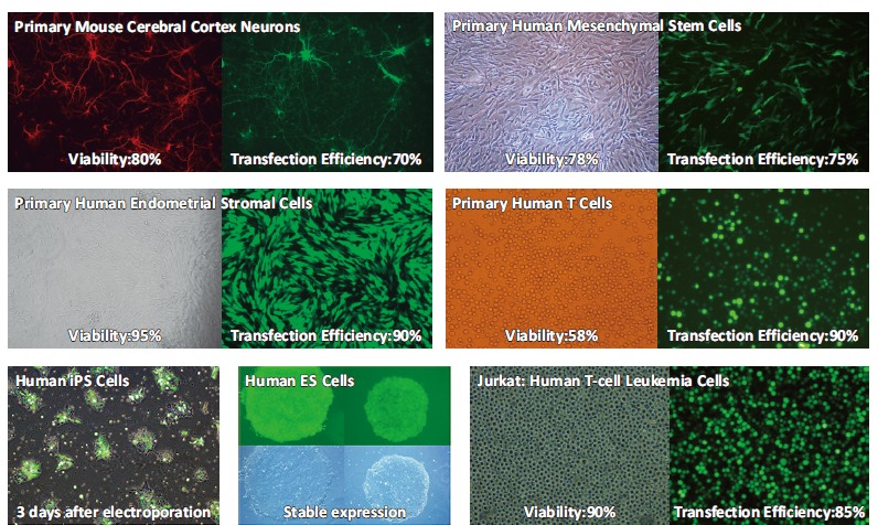 细胞|【推荐】ELEPO21 体外高效电转仪，细菌转化、细胞转染