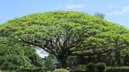 比鋼鐵還硬的樹你可能見過但你見過會滅火的樹嗎看完佩服不已