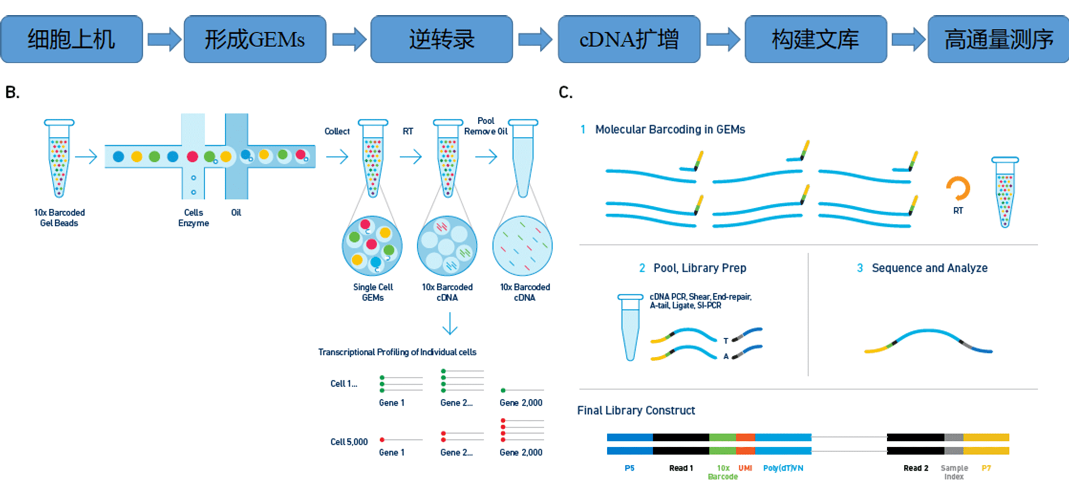 单细胞转录组测序建库流程单细胞事业部介绍欧易生物单细胞事业部于