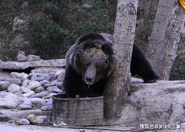 青海巴塘出现一只棕熊，下山走进寺庙吃剩饭菜，深夜被藏獒赶走