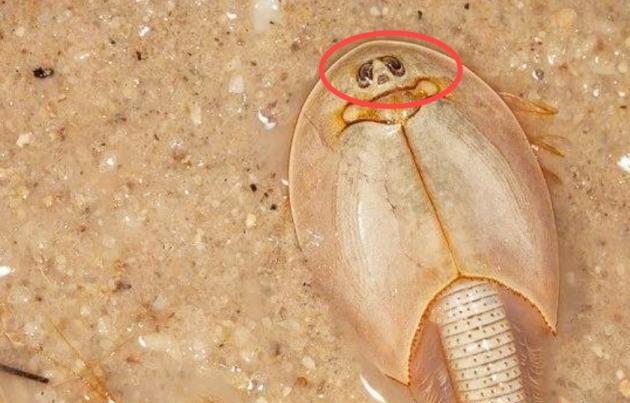 蓝色血液 40e49c1376b643d3b2c29a1e83a9438c.jpeg