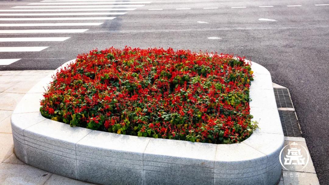 那些藏起来的城市浪漫 送你的花快来领取 绿化