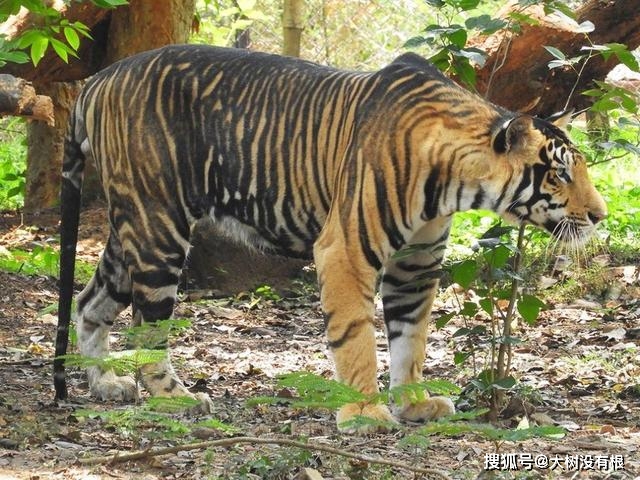 原创印度野外出现黑虎威风凛凛的黑虎不止存在于神话不过濒临灭绝