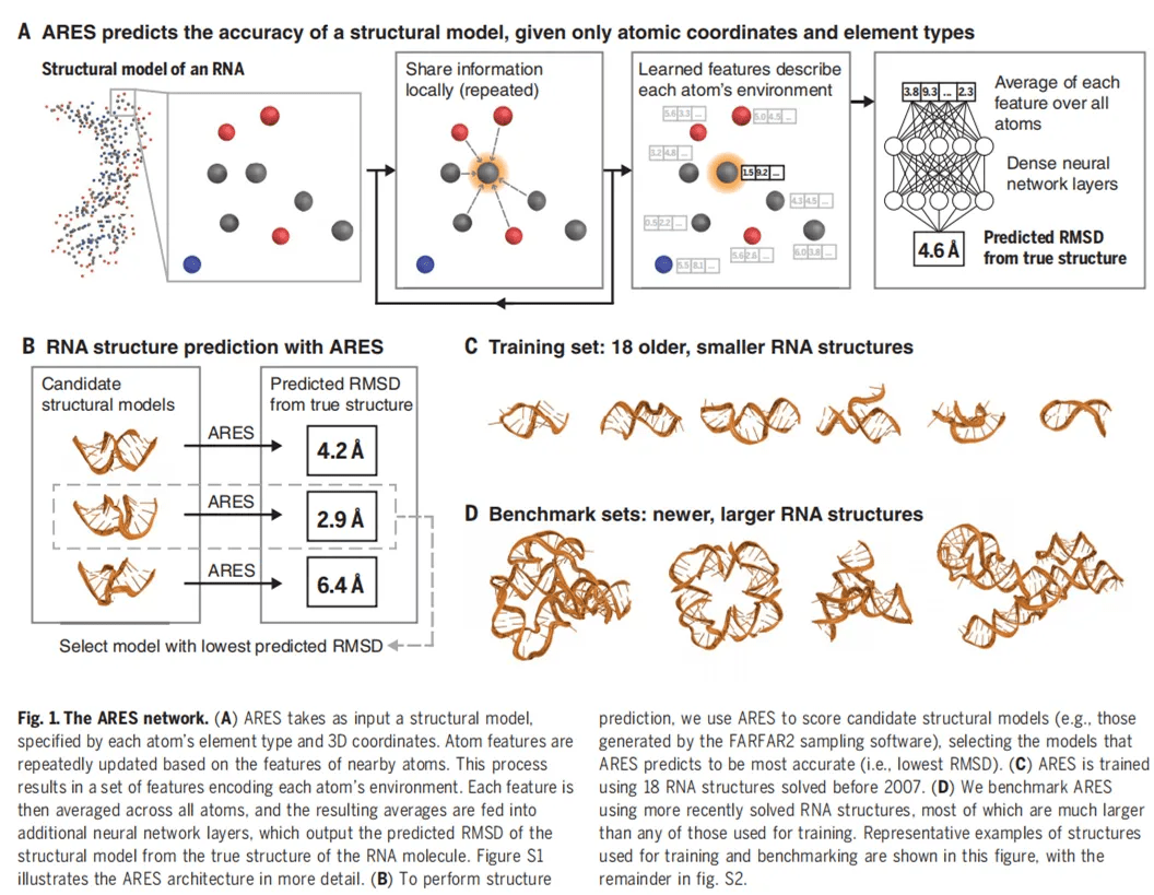 模型|深度学习精确预测RNA，仅需训练18种已知结构：研究登上Science封面