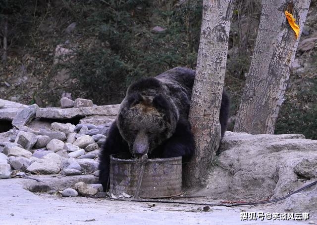 青海巴塘出现一只棕熊，下山走进寺庙吃剩饭菜，深夜被藏獒赶走