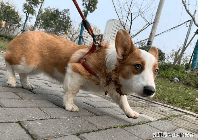 屏蔽物|柯基有这些表现，说明它害怕、怂了