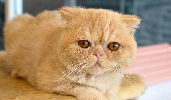异国|加菲猫傻傻惹人爱？异国短毛猫了解一下？