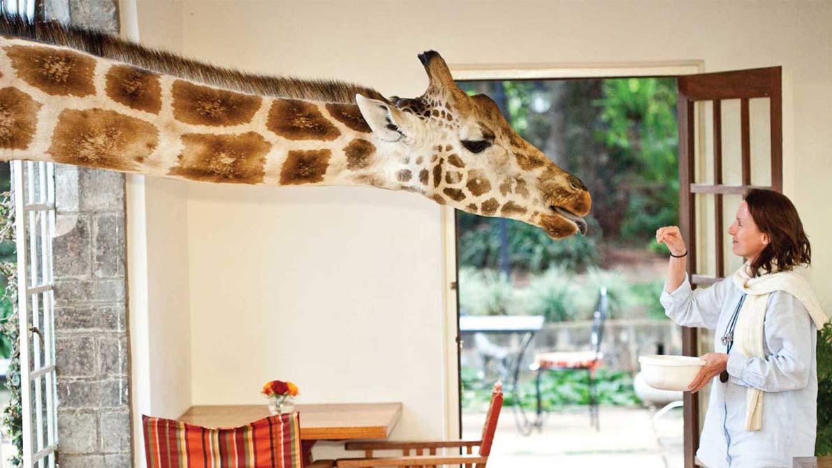世界最特别的酒店：与长颈鹿共“进”晚餐，住一晚3000你会住吗？