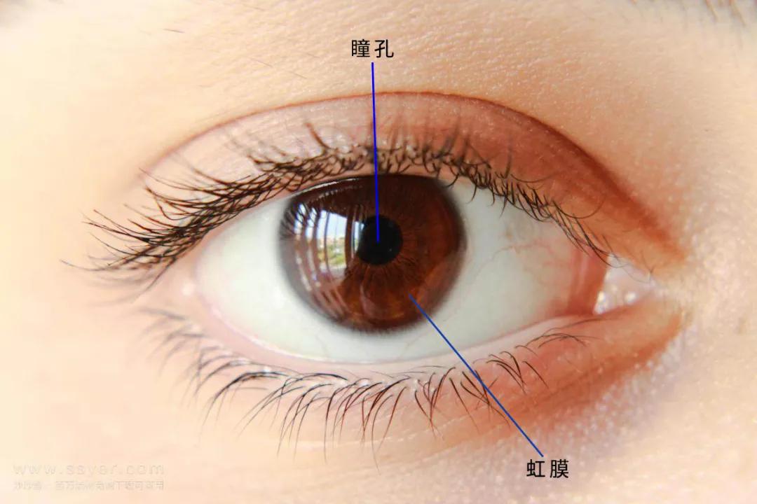 的颜色瞳孔不分人种都是圆形黑色透明的角膜是无色透明的眼珠由角膜