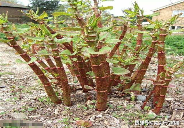 因为|它在国内的名气很大，国外却臭名昭著，80后把它当做零食来吃
