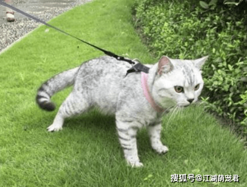 白养|如果你养猫，连这5个常识都不知道，真的白养猫了