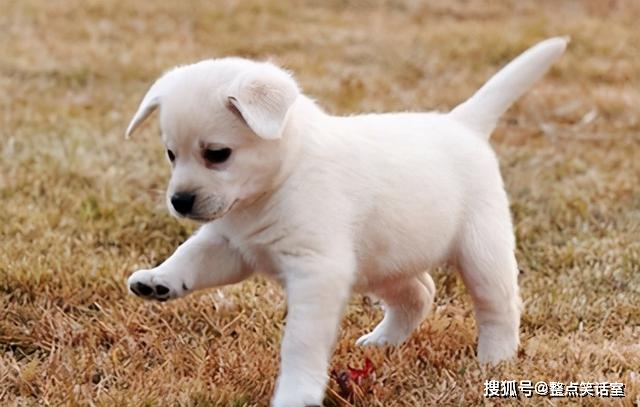做梦梦见被狗咬，潜意识中的警示与内心冲突的解读
