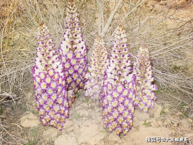 新疆沙漠有种昂贵的植物，开花像一座小宝塔，寄生在红柳根部