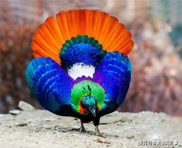 西藏出现九色鸟，身披彩色羽毛，夏天雨雾中跳舞，冬天风雪中觅食