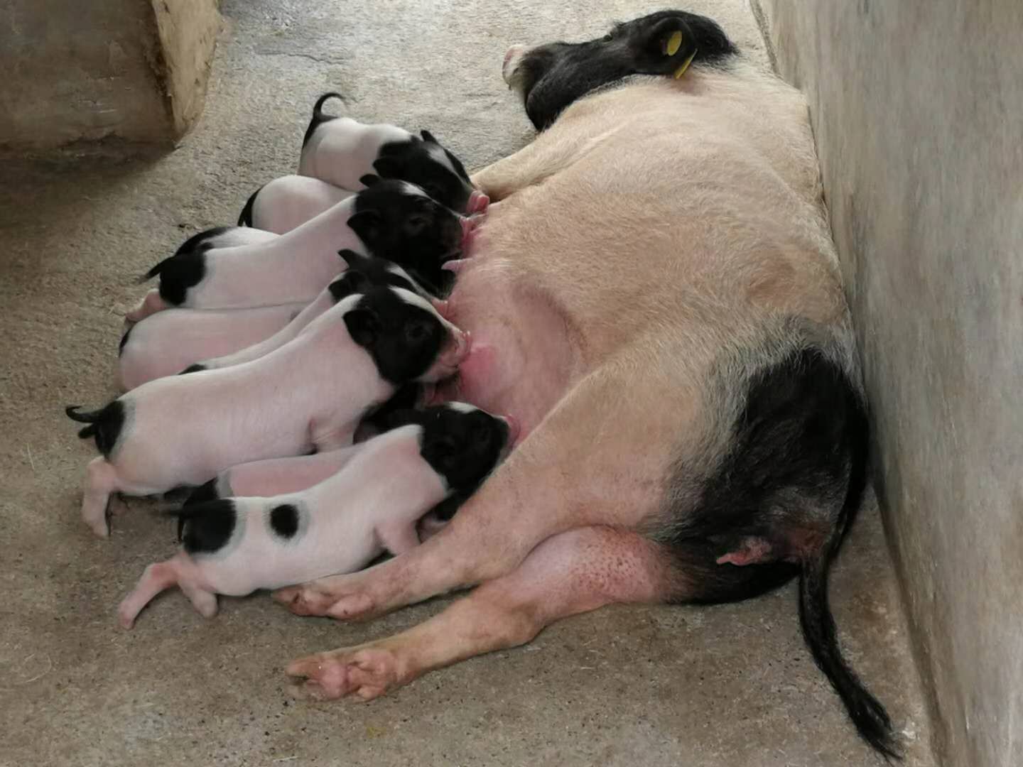 刚出生几天小猪拉稀怎么治?方法其实很简单_母猪