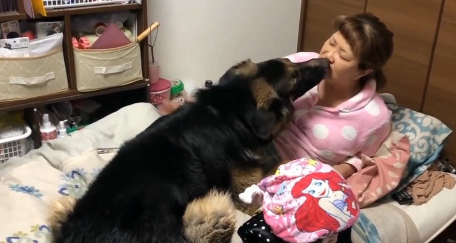 意思|德牧闯进卧室不吭声，盯着床头柜不走，女主明白后笑翻了