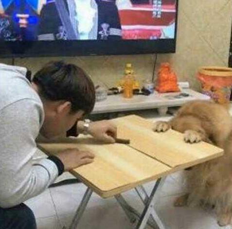 低下头|铲屎官在和金毛互动的过程中,偷了它的零食,狗狗抬头一脸懵!