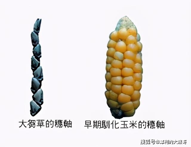 从杂草进化成玉米,人类曾供奉它为神明,它是如何走向神坛的?_果穗