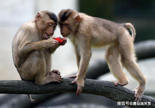 為什麼有的猴子發情期屁股會變紅有的卻不會科學家用進廢退