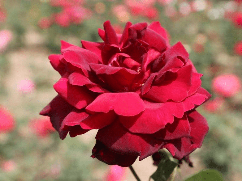 中年运势不可挡的生肖(中年运气好)