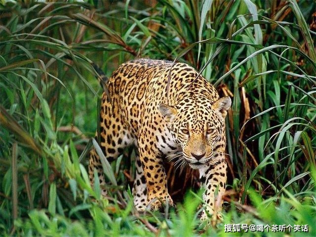 国内怎么养豹 b26853dbd37e46fa92e3ebc788d01f02.jpeg