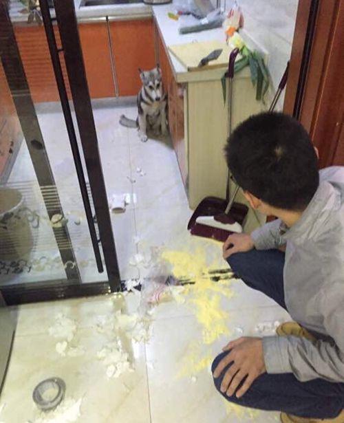 養一隻哈士奇是怎樣的體驗？網友表示：讓人又樂又氣！ 萌趣萌寵 第5张