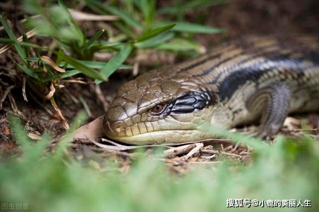 蛇是靠什么捕捉猎物 116438e071594bb3b996752b9d6d7f1e.jpeg