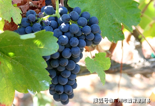 什么|你最想知道的却不好意思问的12个葡萄酒问题